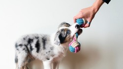 Puppy playing with toy for moder. First teeth. Toothache. Canine training. Owner playing with his dog. Toy to bite. Border collie blue merle. Isolated backgorund.

