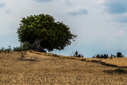 Massive Tree and People by the Beach in Pottuvil (Arugam Bay), Sri Lanka