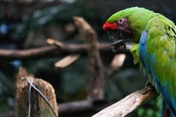 Close up wild parrot bird, green parrot Great Green Macaw, Ara ambigua. Wild rare bird in the nature habitat. Green big parrot sitting on the branch. Selective focus. 