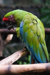 Close up wild parrot bird, green parrot Great Green Macaw, Ara ambigua. Wild rare bird in the nature habitat. Green big parrot sitting on the branch. Selective focus. 