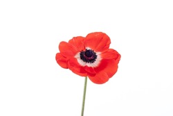 Red anemone poppy isolated against a white background