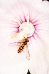 Marmalade hover fly, Episyrphus balteatus, marmalade hover fly gathering nectar from a pink blossom, selective focus