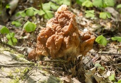 Gyromitra esculenta fungi 
mushrooms in the spring forest