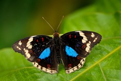 Black and blue butterfly sitting on the green leave in the forest. Beautiful butterfly Blue Pansy, Junonia oenone, insect in the nature habitat, green leave, Uganda, Africa.