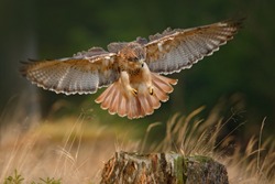 Flying bird of prey, Red-tailed hawk, Buteo jamaicensis, landing in the forest. Wildlife scene from nature. Animal in the habitat. Bird with open wings.
