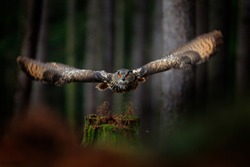 Dark forest with bird. Owl in forest habitat, tree stump. Flying Eurasian Eagle Owl with open wings, action wildlife scene from nature, Germany.