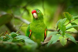 Bird in the habitat. Crimson-fronted Parakeet, Aratinga funschi, portrait of light green parrot with red head, Costa Rica. Wildlife scene from tropical nature.