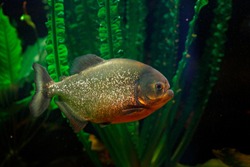 Red-bellied piranha, Pygocentrus altus, danger fish in the water with green water vegetation. Floating predatory animal in nature river habitat, Amazon, Brazil. 