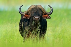 African Buffalo, Cyncerus cafer, standing on the river bank with green grass, Moremi, Okavango delta, Botswana. Wildlife scene from Africa nature. Big animal in the habitat.