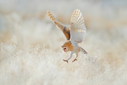 Owl fly with open wings. Barn Owl, Tyto alba, flying above rime white grass in the morning. Wildlife bird scene from nature. Cold morning sunrise, animal in the nature. Bird flight in sunrise.