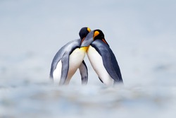 King penguin mating couple cuddling in wild nature, snow and ice. Pair two penguins making love. Wildlife scene from white nature. Bird behavior, wildlife scene from nature, South Georgia, Antarctica.