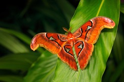 Beautiful big butterfly, Giant Atlas Moth-aka, Attacus atlas in green forest habitat, India. Wildlife from Asia. Big butterfly sitting on the green leave in jungle. Nice moth in dark vegetation.