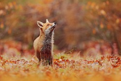 Cute Red Fox, Vulpes vulpes in fall forest. Beautiful animal in the nature habitat. Wildlife scene from the wild nature, Germany, Europe. Cute animal in habitat. Red fox running on orange autumn leave