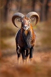 Mouflon, Ovis orientalis, portrait of mammal with big horns, Prague, Czech Republic. Wildlife scene form nature. Animal behavior in forest. Muflon with big horns on the head, in the forest.