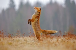 Red Fox jump hunting, Vulpes vulpes, wildlife scene from Europe. Orange fur coat animal in the nature habitat. Fox on the green forest meadow. Funny image from nature.