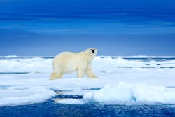 Polar bear on the blue ice. Bear on drifting ice with snow, white animals in nature habitat, Manitoba, Canada. Animals playing in snow, Arctic wildlife. Funny image in nature.