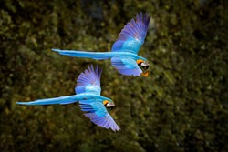Macaw parrot in flight. Big blue Ara ararauna in the dark green forest habitat in Pantanal, Brazil. Action wildlife scene from South America. Bird in the tropic green forest. Macaw in the habitat.