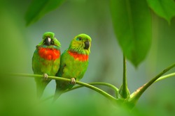 Salvadori's Fig-parrot, Psittaculirostris salvadorii, pair of green parrots, sitting on the branch, courtship love ceremony, West Papua, Indonesia, Asia. Two birds on the branch. Green vegetation.