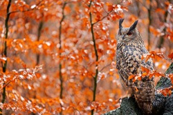Eurasian Eagle Owl, Bubo Bubo, sitting tree trunk, wildlife fall photo in the wood with orange autumn colours, Germany. Autumn orange wildlife, detail portrait of owl in the forest. Bird habitat.