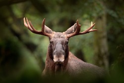 Moose or Eurasian elk, Alces alces in the dark forest during rainy day. Beautiful animal in the nature habitat. Wildlife scene from Norway.