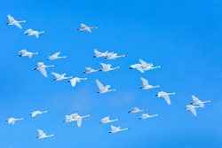 Winter flock flight, group of Whooper Swans, Hokkaido, Japan. Bird in blue sky fly, winter scene with snowflakes.  Wildlife scene from wild nature. Cold winter.