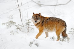 Wolf in snowy rock mountain, Europe. Winter wildlife scene from nature. Gray wolf, Canis lupus with rock in the background. Cold snow season in nature, Germany wildlife.
