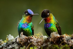 Pair of glossy shiny tinny bird. Fiery-throated Hummingbird, Panterpe insignis, colourful red bird sitting on branch. Mountain bright animal from Costa Rica. Red bright bird in the tropic forest.