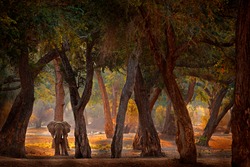 Forest Mana Pools NP, Zimbabwe in Africa. Elephant in the old forest, evening light, sun set. Magic wildlife scene in nature. African elephant in beautiful habitat. Art view in nature.