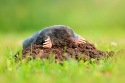 Mole, Talpa europaea, crawling out of brown molehill, green grass in background. Animal from garden. Mole in the nature habitat. Detail portrait of underground black animal. Wildlife nature, Germany
