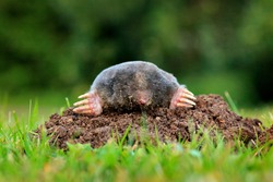 Mole, Talpa europaea, crawling out of brown molehill, green grass in background. Animal from garden. Mole in the nature habitat. Detail portrait of underground black animal. Wildlife nature, Czech Rep