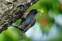 Vegetables in the bill. Starling spring nesting in tree nest hole. European Starling, Sturnus vulgaris, dark bird in beautiful plumage with food, animal in the nature habitat in the nature, Germany.