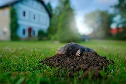 Mole, urban wildlife. Mole in garden with house in background. Mole, Talpa europaea, crawling out of brown molehill, green grass. Wide angle lens with cute animal, garden wildlife.