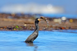 Bird catch fish. Cormorant with fish. Dark bird in nature habitat, in blue sea water. River bird in the nature habitat. Shag from Costa Rica. Animal behaviour near the tropic river.
