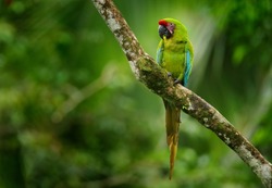 Costa Rica wildlife. Ara ambigua, green parrot Great-Green Macaw on tree. Wild rare bird in the nature habitat, sitting on the branch in Costa Rica. Wildlife scene in tropic forest. 