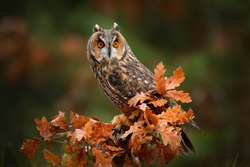 Owl in orange forest, yellow leaves. Long-eared Owl with orange oak leaves during autumn. Wildlife scene from nature, Russia. 