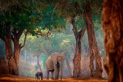 Elephant with young baby.  Elephant at Mana Pools NP, Zimbabwe in Africa. Big animal in the old forest, evening light, sun set. Magic wildlife scene in nature. African elephant in beautiful habitat.