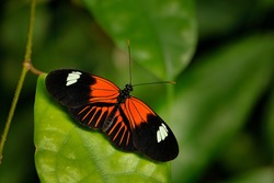 Postman Butterfly, Heliconius melpomene, from Mexico in the nature habitat. Nice insect from Panama in the green forest. Butterfly sitting on the red flower from Central America. 