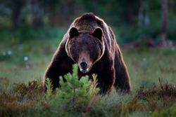 Wildlife in Europe. Bear hidden in dark forest. Autumn trees with bear, face angry portrait. Beautiful brown bear walking around lake, fall colours, Romania wildlife.