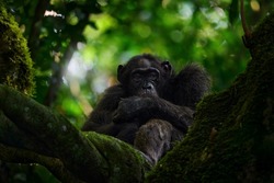 Chimpanzee, Pan troglodytes, on the tree in Kibale National Park, Uganda, dark forest. Black monkey in the nature, Uganda in Africa. Chimpanzee in habitat, wildlife nature. Monkey primate resting.