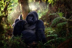 Mountain gorilla, Mgahinga National Park in Uganda. Close-up photo of wild big black silverback monkey in the forest, Africa. Wildlife nature. Mammal in green vegetation. Gorilla sitting in forest,