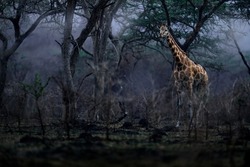 Giraffe with fire burned destroyed forest. Animal in fire burnt place, Lake Mburo NP in Uganda. Hot season in Africa. Giraffe in the nature habitat, wildlife. Dark day in nature.