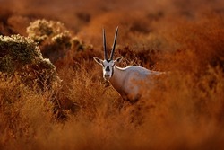 Arabian oryx or white oryx, Oryx leucoryx, antelope with a distinct shoulder bump, Evening light in nature. Animal in the nature habitat, Shaumari reserve, Jordan. Travel Jordan, Arabia nature.  