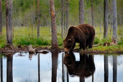 Bear drink water with summer forest, wide angle with habitat. Beautiful brown bear walking around lake, fall colours. Big danger animal in habitat. Wildlife scene from nature, Russia.