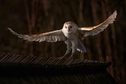 Owl landing flight with open wings. Barn Owl, Tyto alba, flight above red grass in the morning. Wildlife bird scene from nature. Cold morning sunrise, animal in the habitat. Bird in the forestm France