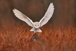 Owl landing flight with open wings. Barn Owl, Tyto alba, flight above red grass in the morning. Wildlife bird scene from nature. Cold morning sunrise, animal in the habitat. Bird in the forestm France