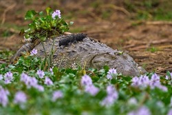 Crocodile with pink hyacinth bloom flower. Danger animal in Kazinga Channel, Queen Elizabeth N, Uganda, wildlife nature. Nile crocodile, Crocodylus niloticus, river bank. Big lizard in the habitat.