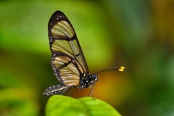 Methona confusa, Giant glasswing, butterfly sitting on the green leave in the nature habitat, Colombia. Transparent glass butterfly with yellow flower, nature wildlife, South America.