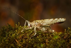 Grasshopper Acanthodis curvidens in the nature forest habitat, Turrialba in Costa Rica. Insects from tropic junge. 
