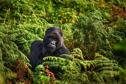 Congo mountain gorilla. Gorilla - wildlife forest portrait . Detail head primate portrait with beautiful eyes. Wildlife scene from nature. Africa. Mountain gorilla monkey ape, Virunga NP. 
