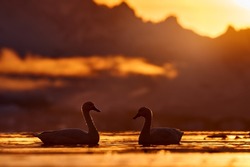 Sea sunset, Patagonia in Chile. Coscoroba swan, bird in the water, rocky mountain with evening sun in the backgroud. Bird love, two swan, bird landscape. Swans from Puerto Natales, Chile. Nature.